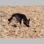 Queen macht es nach....JPG